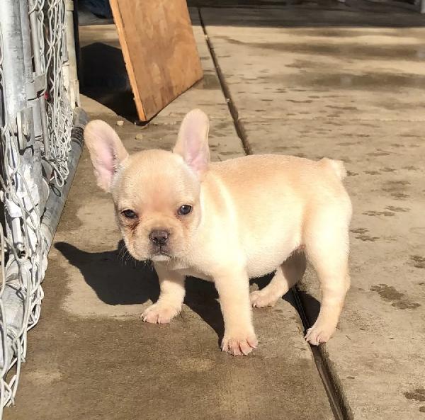Bouledogue Francese Esotico Disponibile